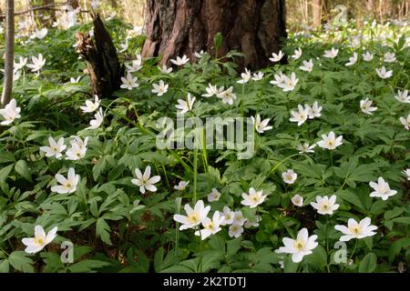 Fiore singolo del primo piano di Anemone nemorosa Foto Stock