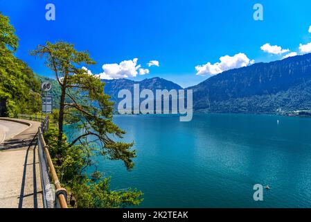 Pini vicino trasparente trasparente azzurro lago Thun, Thunersee, Berna, S Foto Stock