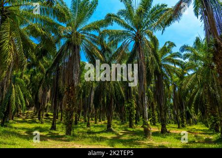 Piantagione di palme da olio, che il Parco Nazionale di Bok Khorani, Krabi, Tha Foto Stock