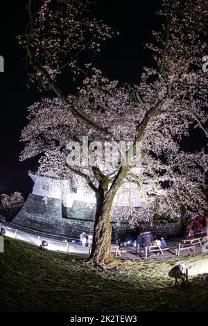 Castello di Odawara e fiori di ciliegio Foto Stock