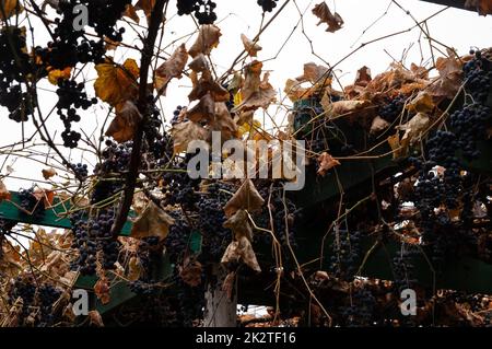 Grappoli e foglie di uva su pali contro il cielo Foto Stock