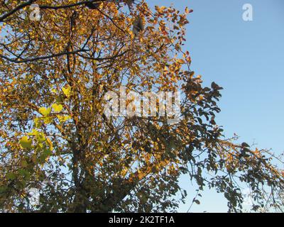 rami con foglie verdi e gialle contro il cielo Foto Stock