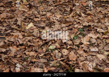 Sfondo autunnale: Foglie autunnali marroni coprono il terreno Foto Stock