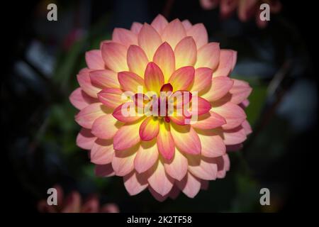 un fiore giallo e rosa dahlia centrato su sfondo nero Foto Stock