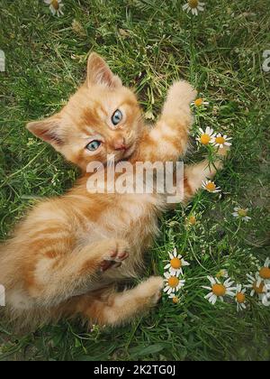 Giocoso gattino arancione adagiato su un prato verde tra i fiori. Piccolo ginger gatto cute scena all'aperto nella natura Foto Stock