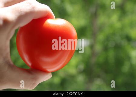 Un pomodoro in mano a una donna è vicino su uno sfondo verde naturale. Foto Stock