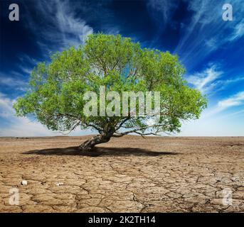 Albero verde solitario su terra spaccata Foto Stock