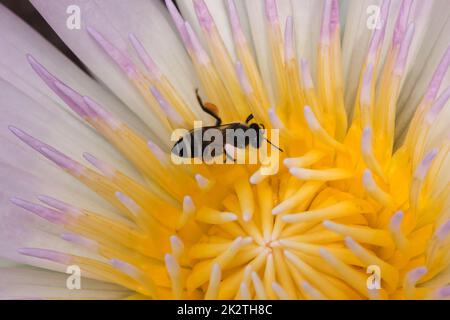 Ape in un fiore viola di loto in natura Foto Stock