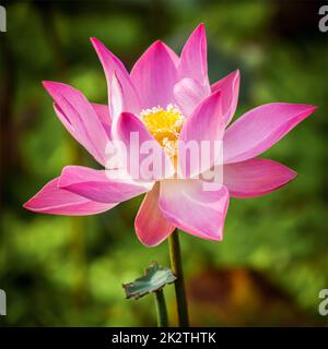 Chiuda il Lotus Foto Stock