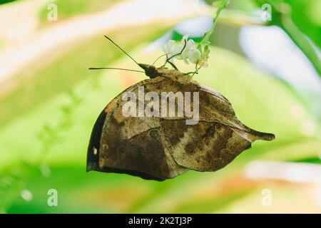 Doleschallia succhia l'acqua dolce su un fiore bianco. Foto Stock