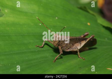 Grasshopper su una foglia in armonia con la natura. Foto Stock