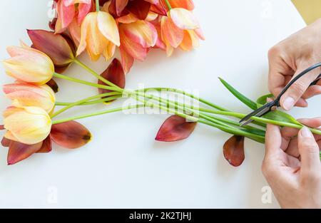 La ragazza taglia i rami con le forbici per un bouquet di tulipani freschi rosso-gialli. Foto Stock