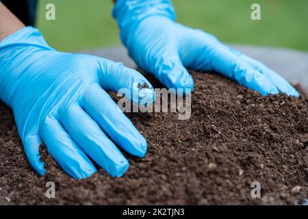 Mano che tiene il muschio di torba materia organica migliora il suolo per agricoltura pianta organica che cresce, concetto di ecologia. Foto Stock