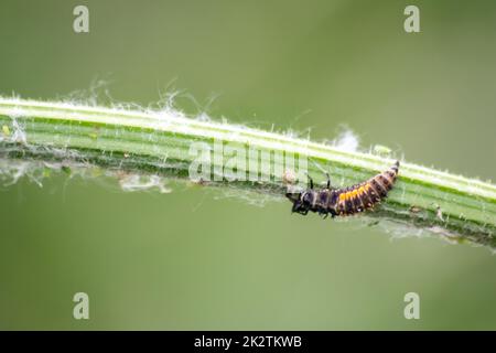 Nuovo nato ladybug eclosing verde foglia interruttori da larva a ladybug scarabeo con puntini neri ali rosse mostrano nuovo nato fortunato talisman armonia naturale controllo peste in agricoltura Foto Stock