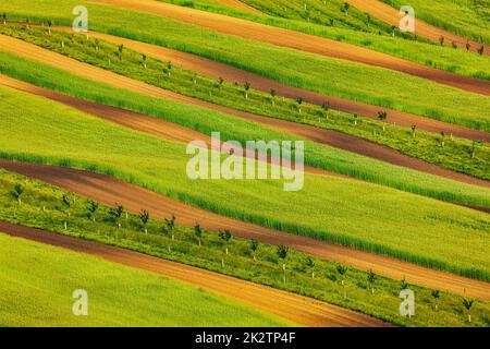 I campi a strisce della Moravia del sud Foto Stock