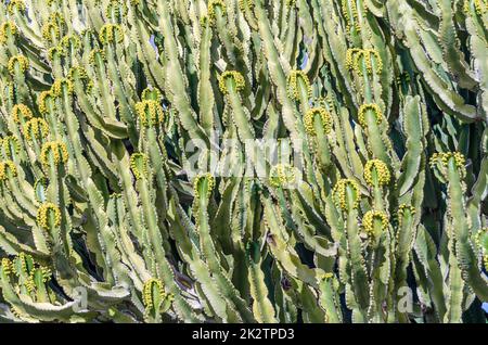 Sfondo naturale, particolare dell'albero del latte africano (Euphorbia trigona) Foto Stock