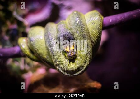 Serpente di Boa verde in un albero Foto Stock