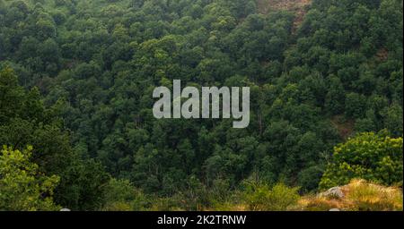 Paesaggio forestale panoramico in Francia Aveyron Foto Stock