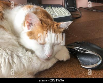 Gatto che dorme al computer, primo piano Foto Stock