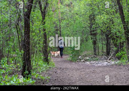 Donna che cammina i suoi animali domestici nella foresta Foto Stock