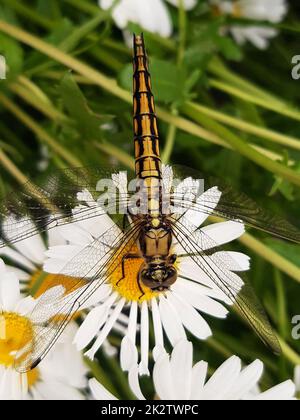 Libellula su un fiore di camomilla Foto Stock