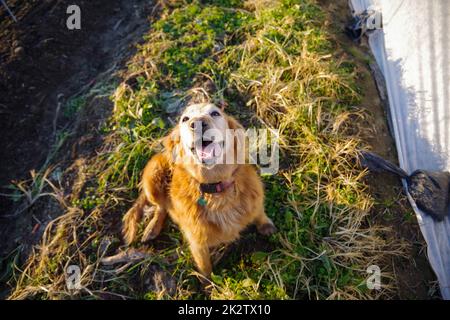 Felice cane fattoria Golden retriever accanto a una fila di raccolti coperti in giardino Foto Stock