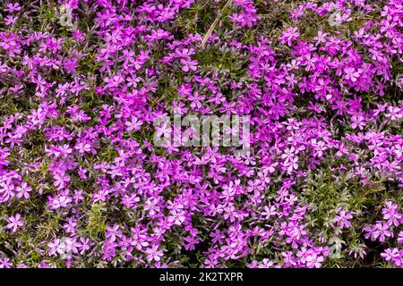 lilla aubrieta deltoidea fiori Foto Stock