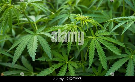 Campo di piante di cannabis, foglie verdi di canapa giovane. Foto Stock
