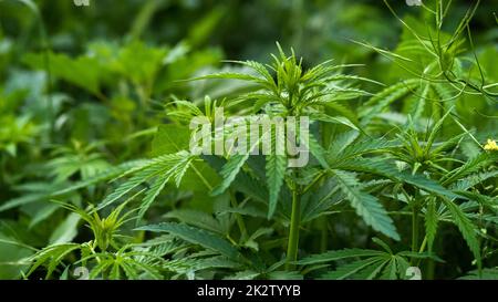 Giovane crescita di piante di cannabis in natura Foto Stock