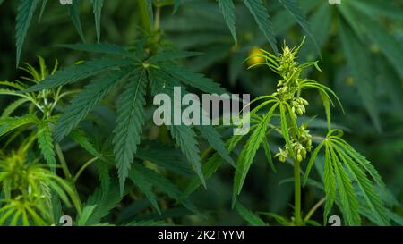 Cannabis fiore maschio, canapa inflorescenc Foto Stock