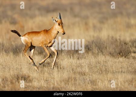 Il più arrabbeo rosso che corre nelle praterie Foto Stock