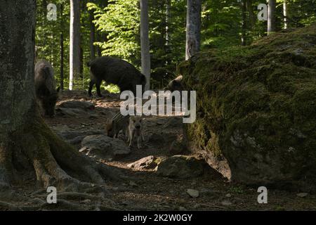 Due giovani cinghiali in una radura di foresta Foto Stock