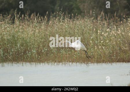 Grande egret Ardea alba melanorhynchos in volo. Foto Stock