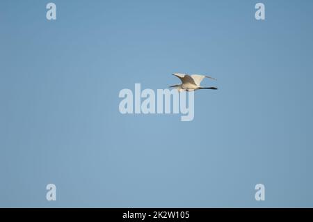 Grande egret Ardea alba melanorhynchos in volo. Foto Stock