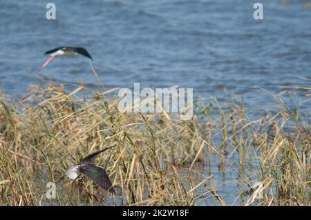 Himantopus himantopus himantopus, zampillata nera, atterrando in una laguna. Foto Stock