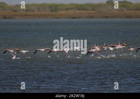 Fenicotteri più grandi che prendono il volo in una laguna. Foto Stock