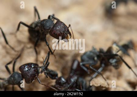 Primo piano delle formiche dorate Camponotus sericeus. Foto Stock