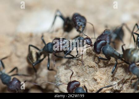 Il sericeus di Camponotus dell'ant dorato che attacca un altro. Foto Stock