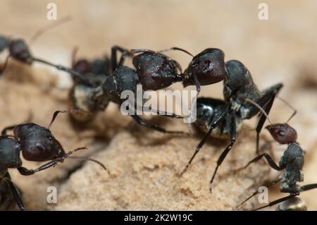 Primo piano delle formiche dorate Camponotus sericeus. Foto Stock