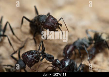 Primo piano delle formiche dorate Camponotus sericeus. Foto Stock