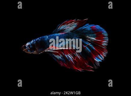 Mezzaluna blu e rossa Betta splendens pesce (siamese combattente pesce) su sfondo nero. Foto Stock