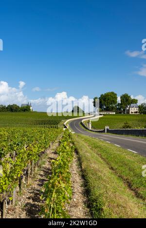 Vigneti tipici vicino Chateau Pichon Longueville Comtesse de Lalande, Bordeaux, Aquitania, Francia Foto Stock