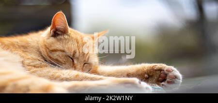 Primo piano di un gatto rosso domestico che dorme tranquillamente nel fieno in una calda giornata estiva. Divertente gatto arancione tabby sta crogiolandosi al sole. Carino animale sotto il sole di primavera su erba secca. Banner con spazio di copia. Foto Stock