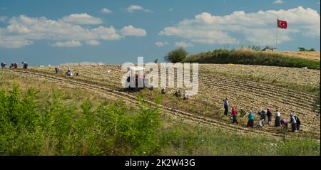 Taskopru, Kastamonu, Turchia, 16 luglio 2021; Operai che lavorano nel campo durante la raccolta dell'aglio. Foto Stock