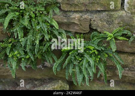 Brauner Streifenfarn, Braunstieliger Streifenfarn, Asplenium trichomanes, an einer alten Mauer, Maidenhair Spleenwort, Fausse-Capillaire Foto Stock