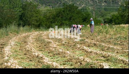 Taskopru, Kastamonu, Turchia, 16 luglio 2021; Operai che lavorano nel campo durante la raccolta dell'aglio. Foto Stock