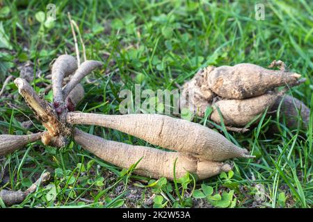 Dahlia tuberi sul terreno, germogliando. Lampadine ibride prima di piantare. Occhio di un tubero dahlia con un tiro - pronto per la piantagione primaverile. Una pianta della famiglia delle Asteracee con radici tuberose. Foto Stock