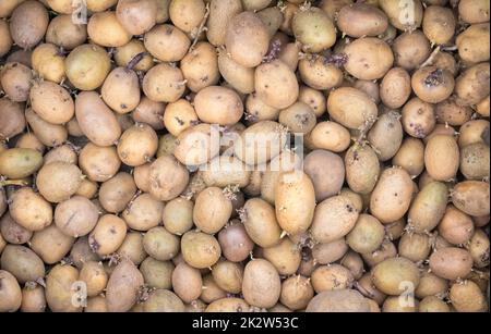 Sfondo di patate per piantare con germogli germogliati, vista dall'alto. Germogliato patate da seme vecchie. Lotti di patate germogliate rosse, bianche e gialle per piantare. Tuberi di patata giovani pianta. layout piatto. Foto Stock