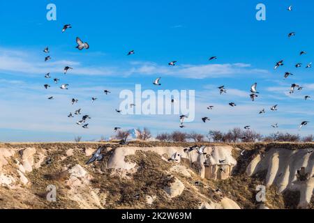 colombe volanti a capadoccia Foto Stock