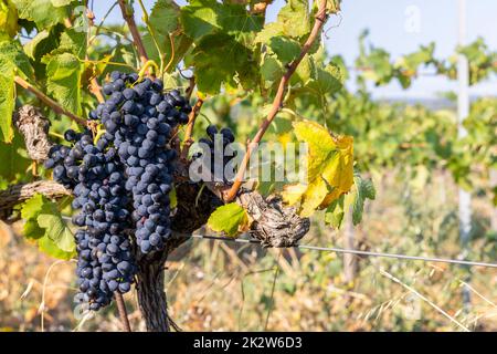 Vigneto tipico con uve blu vicino Chateauneuf-du-Pape, Cotes du Rhone, Francia Foto Stock